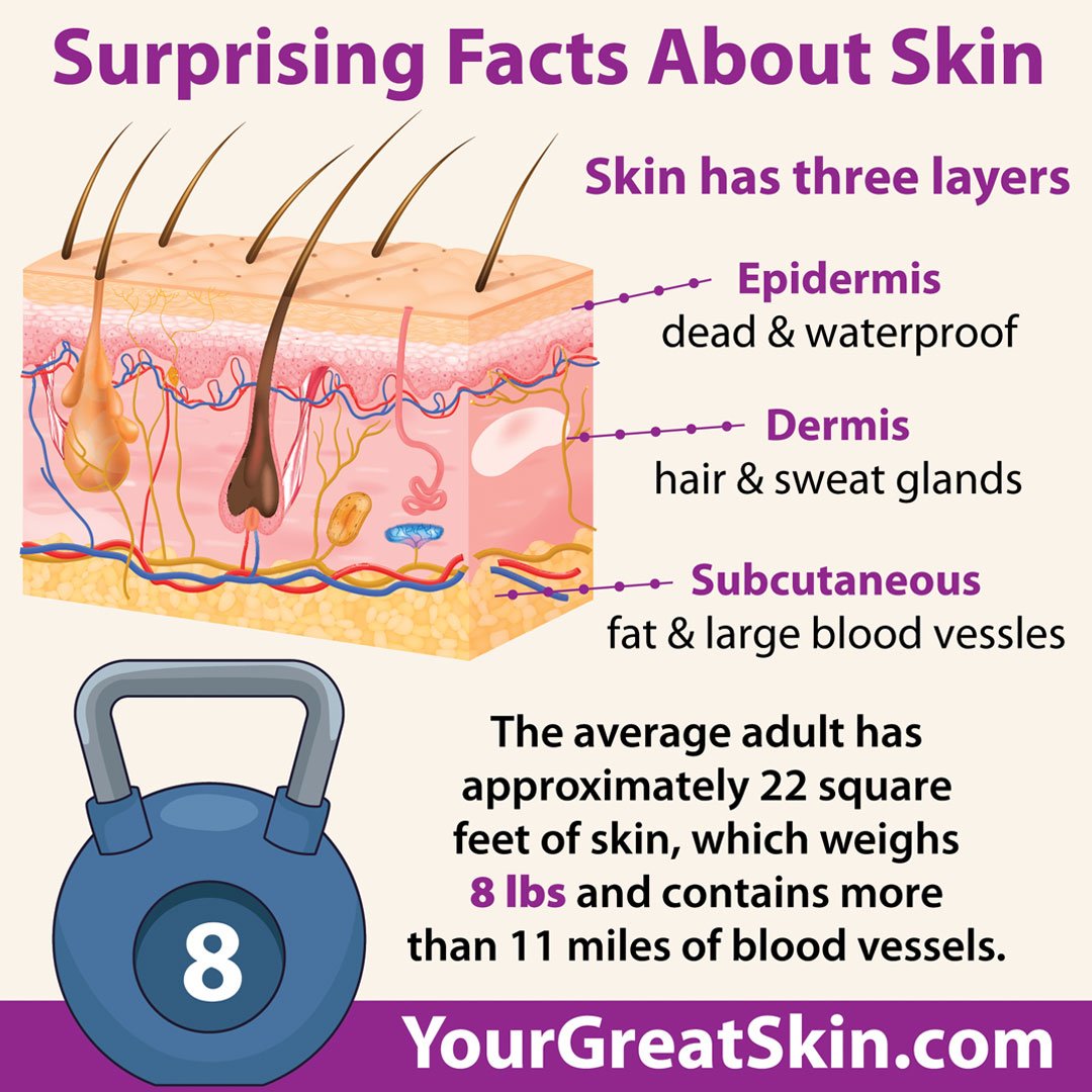Your skin is a microcosm of life! Every inch houses a bustling metropolis with approximately 19 million cells, 650 sweat glands, 20 blood vessels, and 1,000 nerve endings. It’s like a tiny city constantly working to keep you healthy. Your skin is a microcosm of life! Every inch houses a bustling metropolis with approximately 19 million cells, 650 sweat glands, 20 blood vessels, and 1,000 nerve endings. It’s like a tiny city constantly working to keep you healthy.